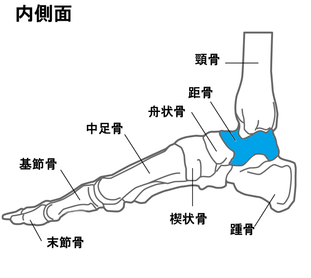 足首の骨