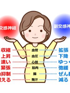 自律神経説明