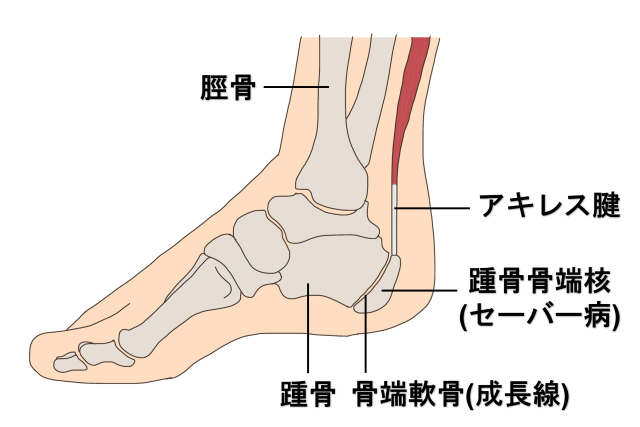 踵骨