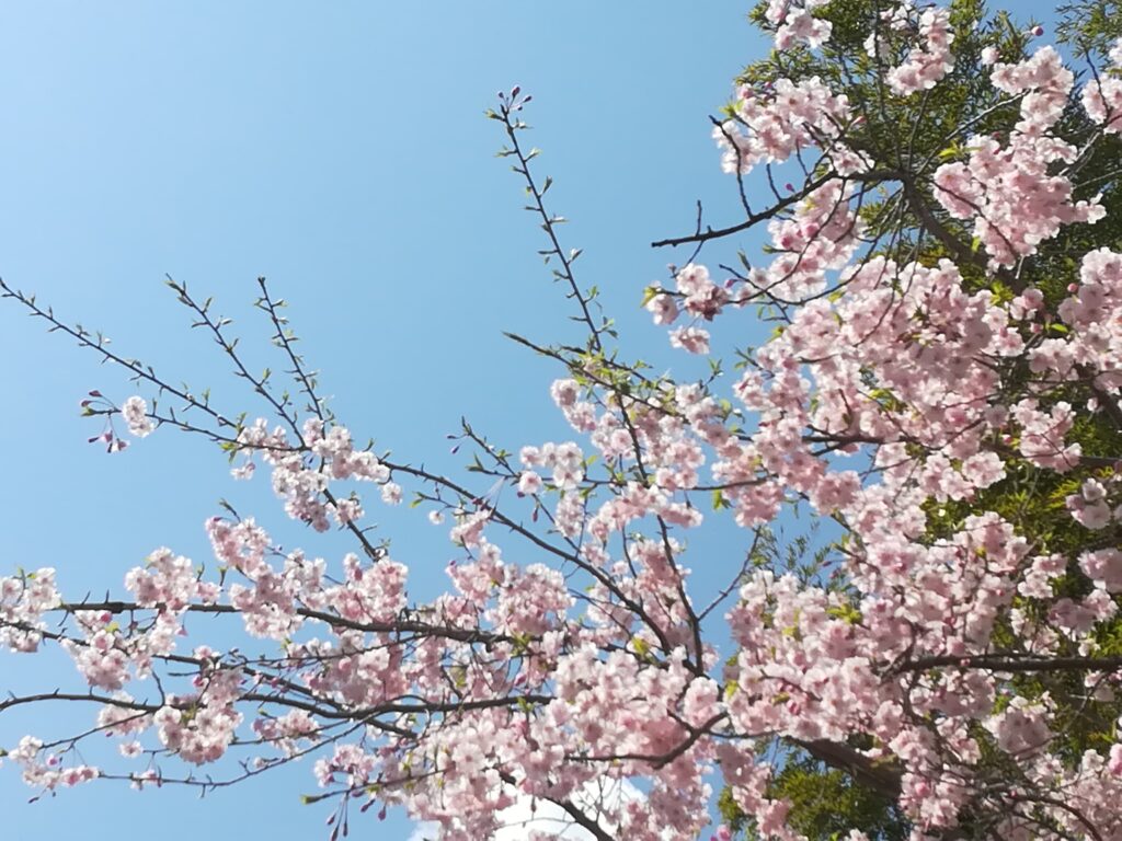 桜